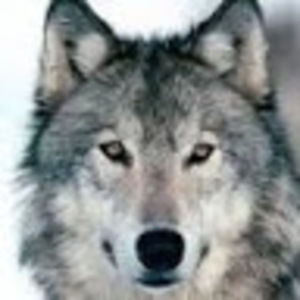 Meet your Posher, Savannah